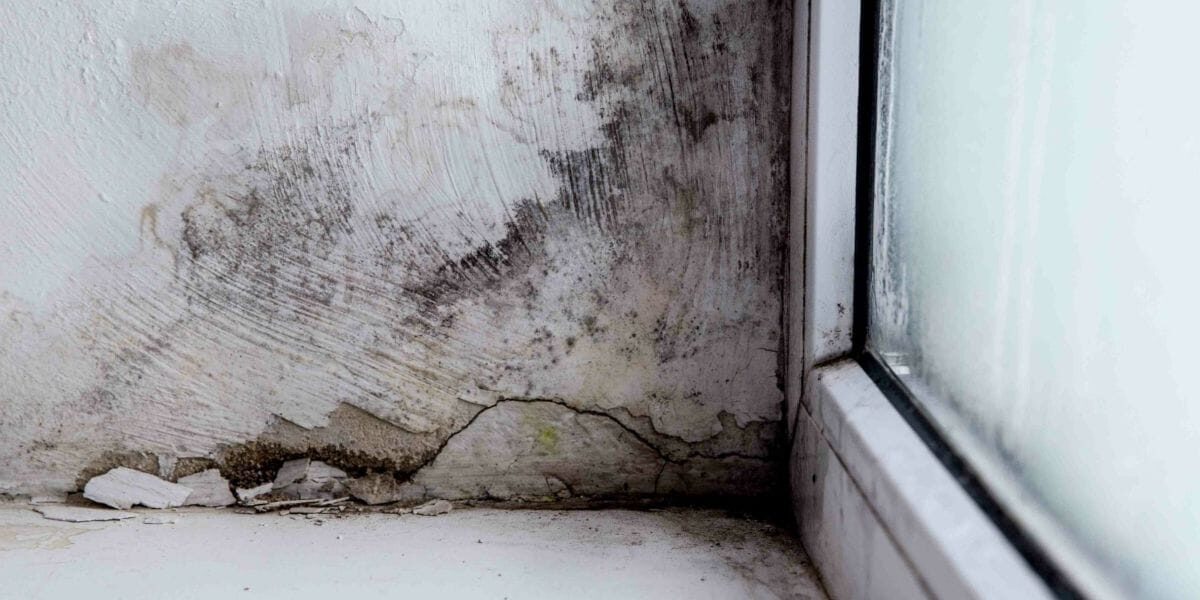 Household Mold