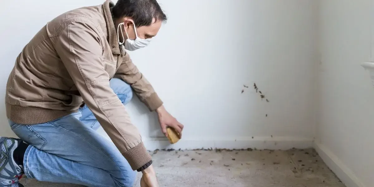 Find Mold