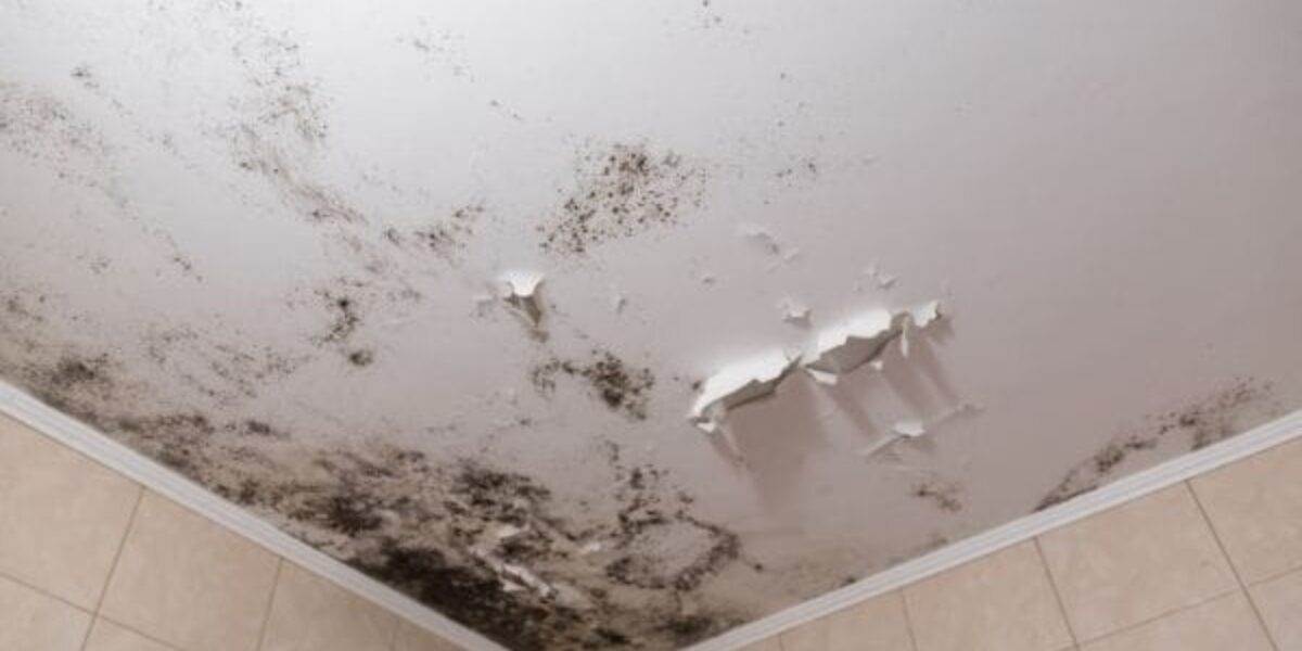 Mildew vs Mold