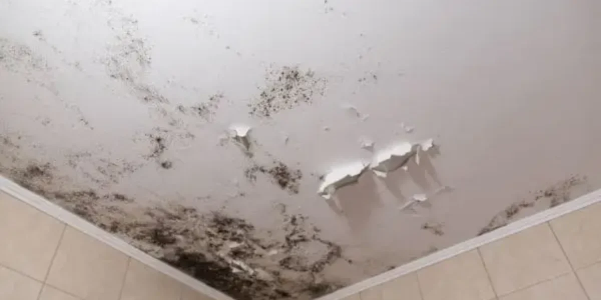 Mold vs Mildew