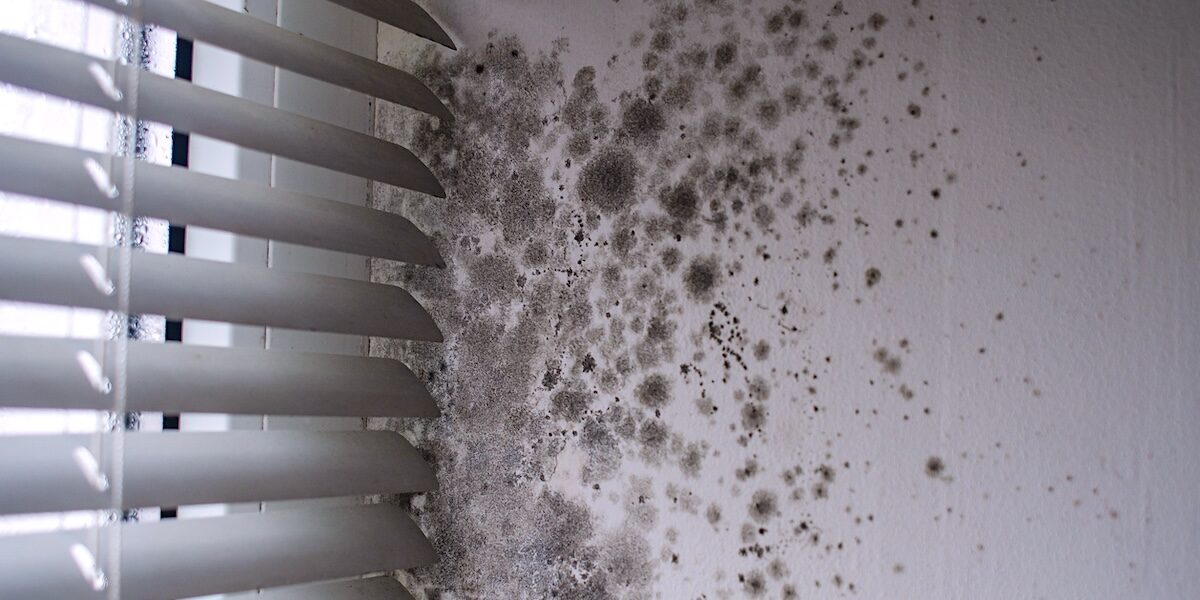 Dangers of Mold