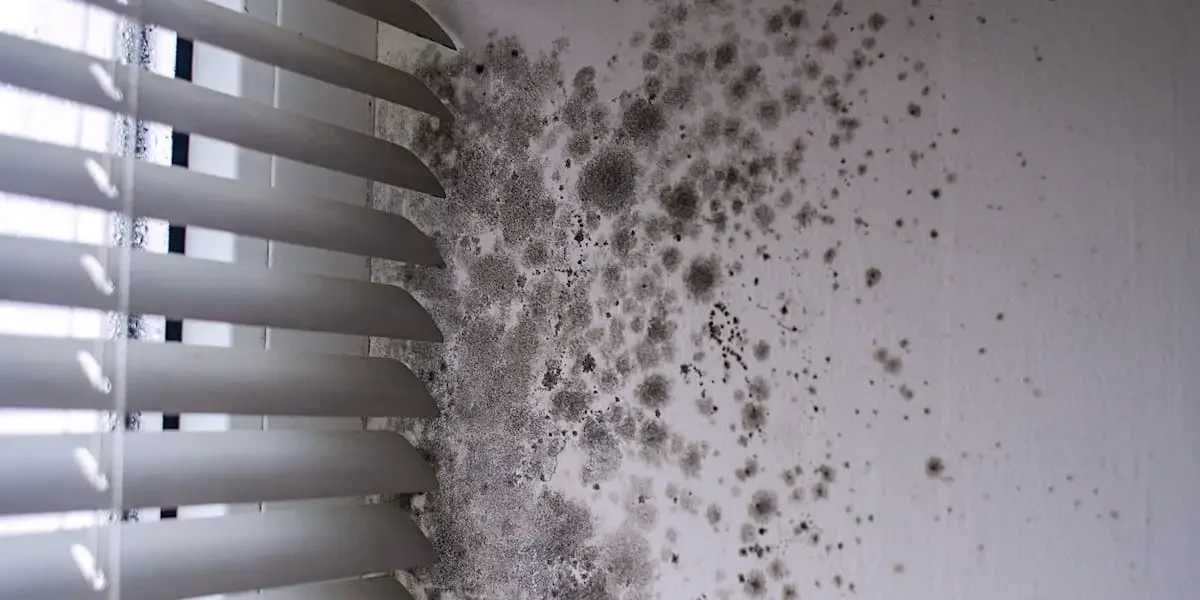 Dangers of Mold