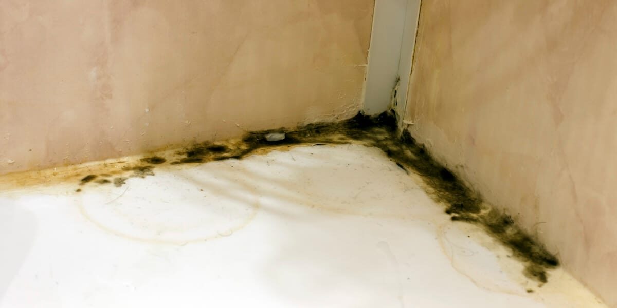 What Causes Household Mold? The 5 Primary Causes of Mold Growth in Homes