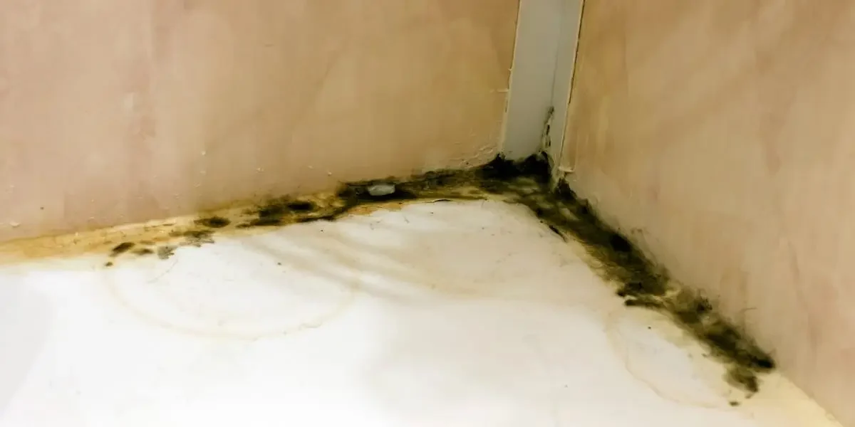 What Causes Household Mold? The 5 Primary Causes of Mold Growth in Homes