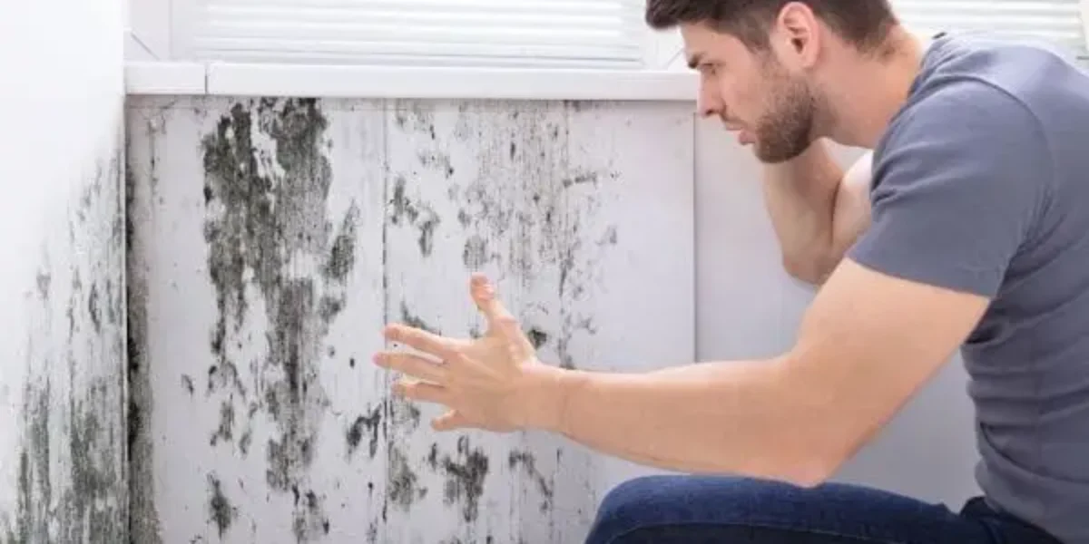 Understanding the Lifecycle of Household Mold